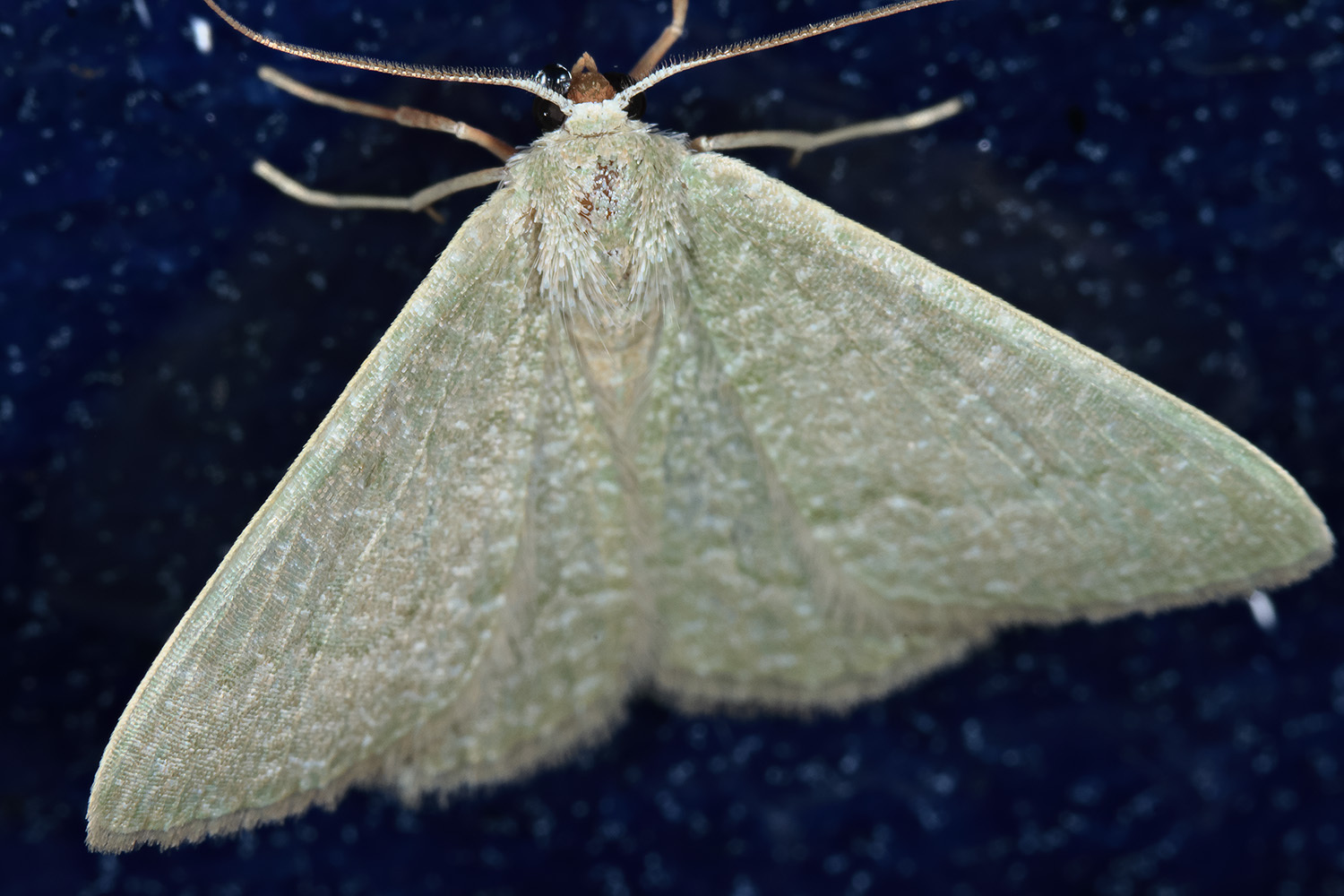 Phaiogramma faustinata