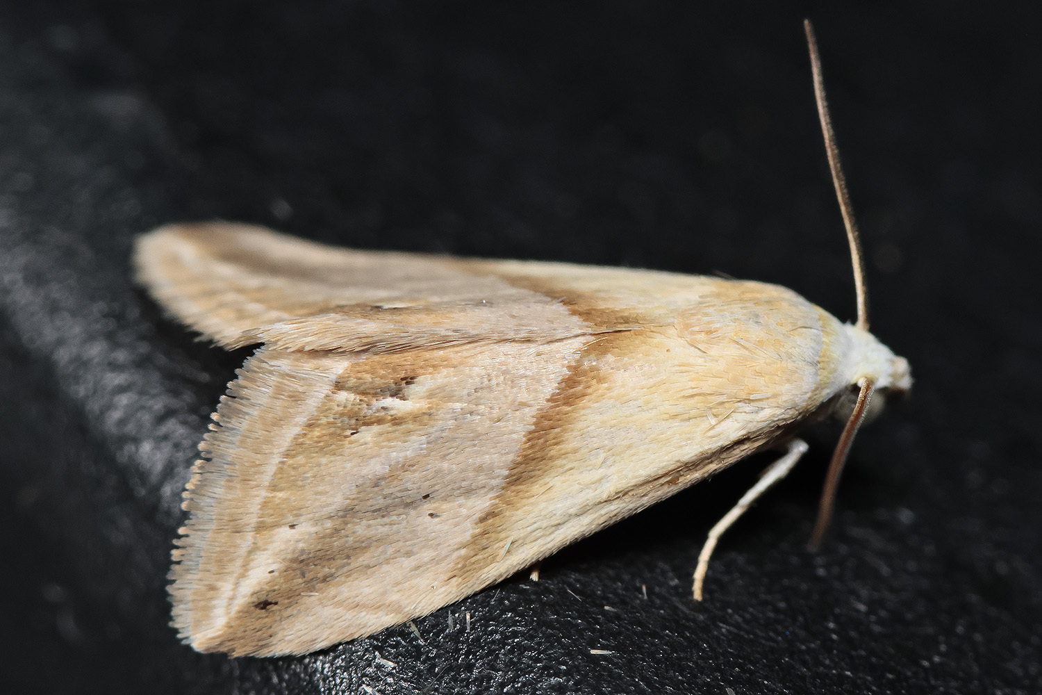 Eublemma cochylioides