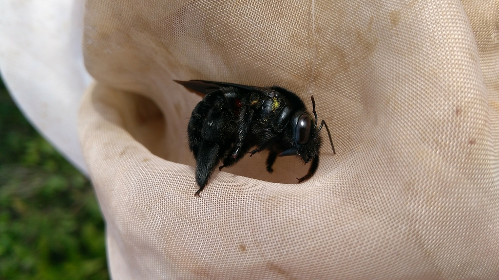 Xylocopa hirsutissima
