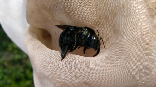 Xylocopa hirsutissima