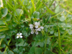 Cardamine graeca