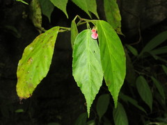 Begonia peruviana