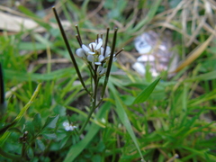 Cardamine graeca