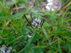 Cardamine graeca