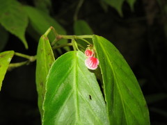Begonia peruviana