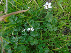 Cardamine graeca