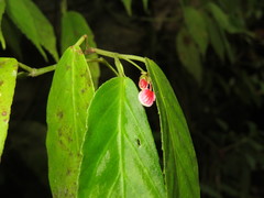 Begonia peruviana
