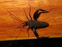 Acanthocephalini