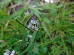 Cardamine graeca