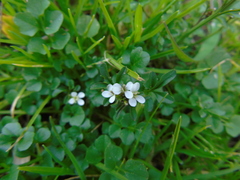 Cardamine graeca