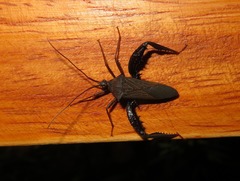Acanthocephalini