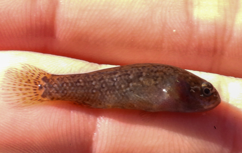 Everglades pygmy sunfish (Elassoma evergladei) — Elassomatidae