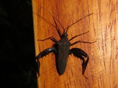 Acanthocephalini