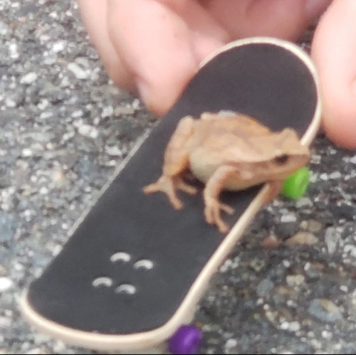Spring Peeper photographed in Maine