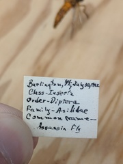 Diogmites basalis