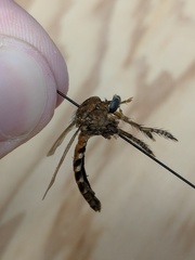 Diogmites basalis