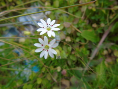 Stellaria cupaniana
