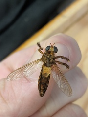 Diogmites basalis