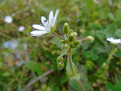 Stellaria cupaniana