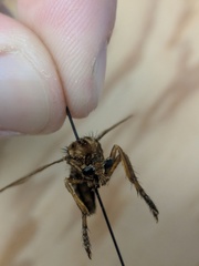 Diogmites basalis