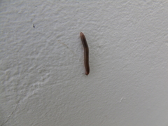 Pachyiulus apfelbecki