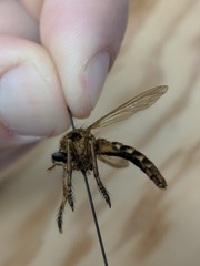 Diogmites basalis