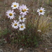 Chrysanthemum zawadskii peleiolepis - Photo (c) Игорь Поспелов, osa oikeuksista pidätetään (CC BY-NC), lähettänyt Игорь Поспелов