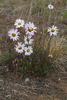 Chrysanthemum zawadskii peleiolepis - Photo (c) Игорь Поспелов, some rights reserved (CC BY-NC), uploaded by Игорь Поспелов