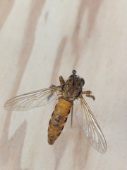 Diogmites basalis