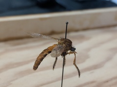 Diogmites basalis