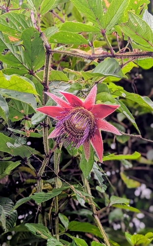 Passiflora venusta, photograph 3