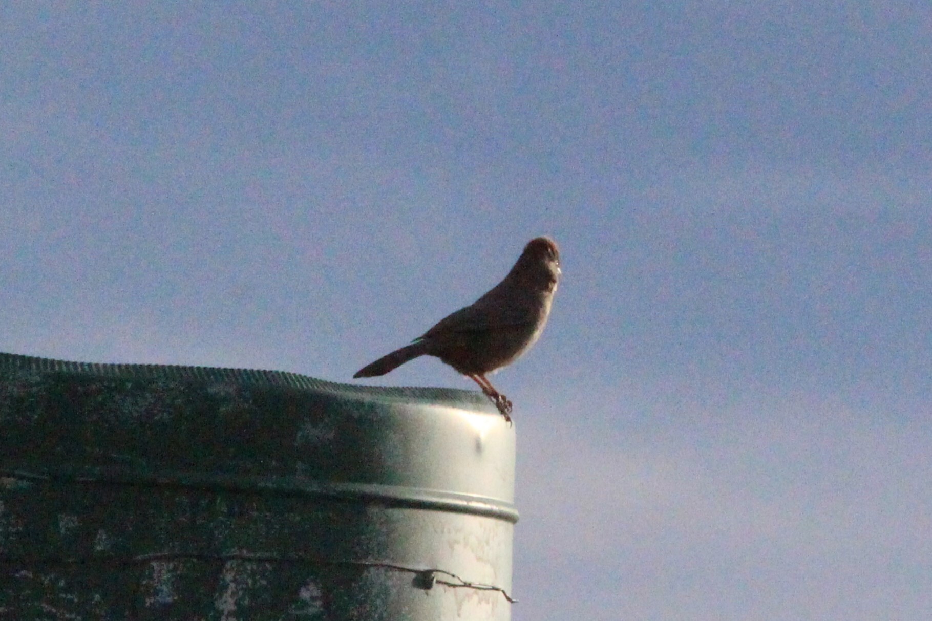 Canyon Towhee (Melozone fusca), photo 2