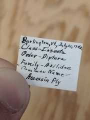 Diogmites basalis