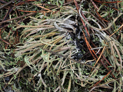 Cladonia subulata