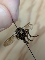 Diogmites basalis