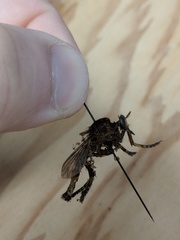 Diogmites basalis