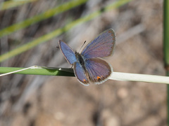 Eicochrysops messapus messapus