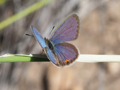 Eicochrysops messapus messapus