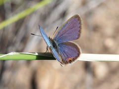 Eicochrysops messapus messapus