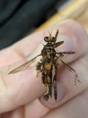 Diogmites basalis
