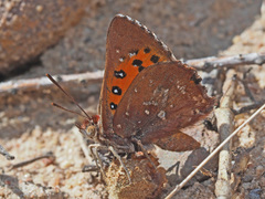Aloeides thyra thyra