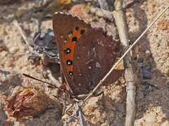 Aloeides thyra thyra