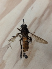 Diogmites basalis