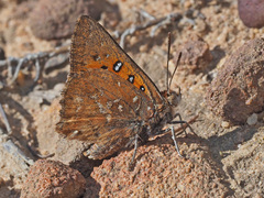 Aloeides thyra thyra