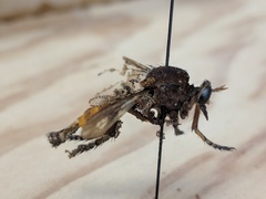 Diogmites basalis