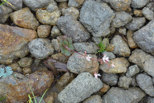 Saxifraga laciniata iNat (3)