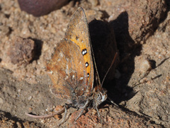 Aloeides thyra thyra