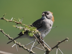 Speckle-Fronted Weaver photo 4