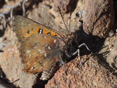 Aloeides thyra thyra