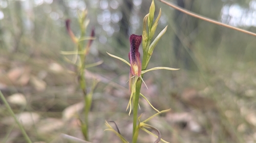 Leafless Tongue Orchid (Cryptostylis hunteriana)